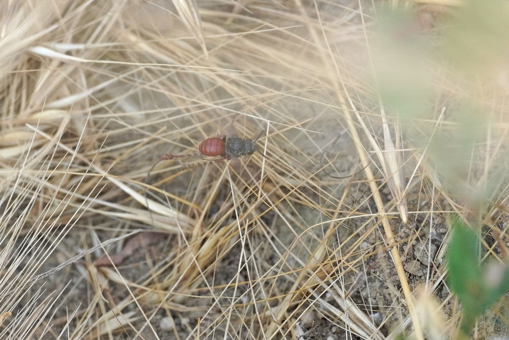 Biastes brevicornis