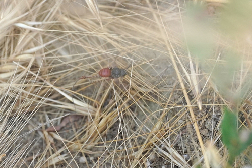 Biastes brevicornis