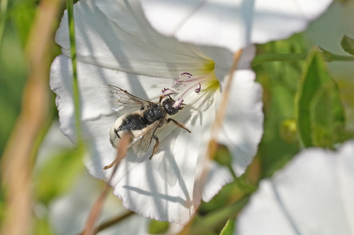 Greater Bindweed Bee