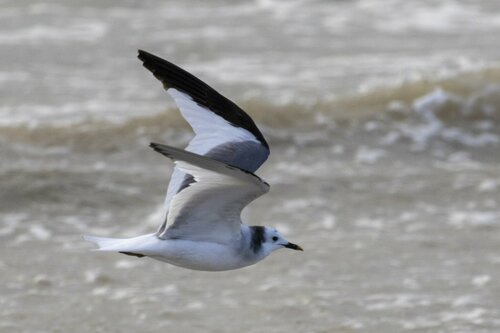 Gaviota de Sabine (Xema sabini)