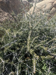 Prunus fasciculata