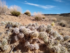 Grusonia clavata