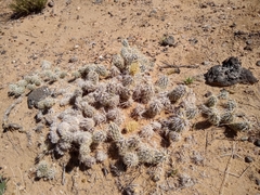 Grusonia clavata