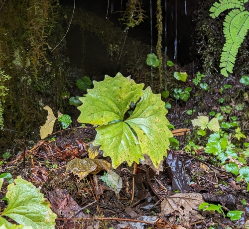 Deer's foot (Achlys californica)