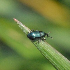 Baridina