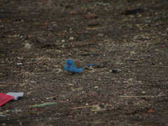 Uraeginthus cyanocephalus