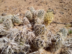 Grusonia clavata