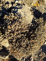 Gnaphaliothamnus lavandulifolius