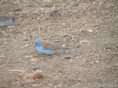 Uraeginthus cyanocephalus