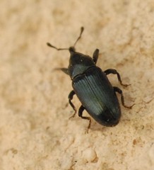 Baridina