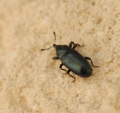 Baridina
