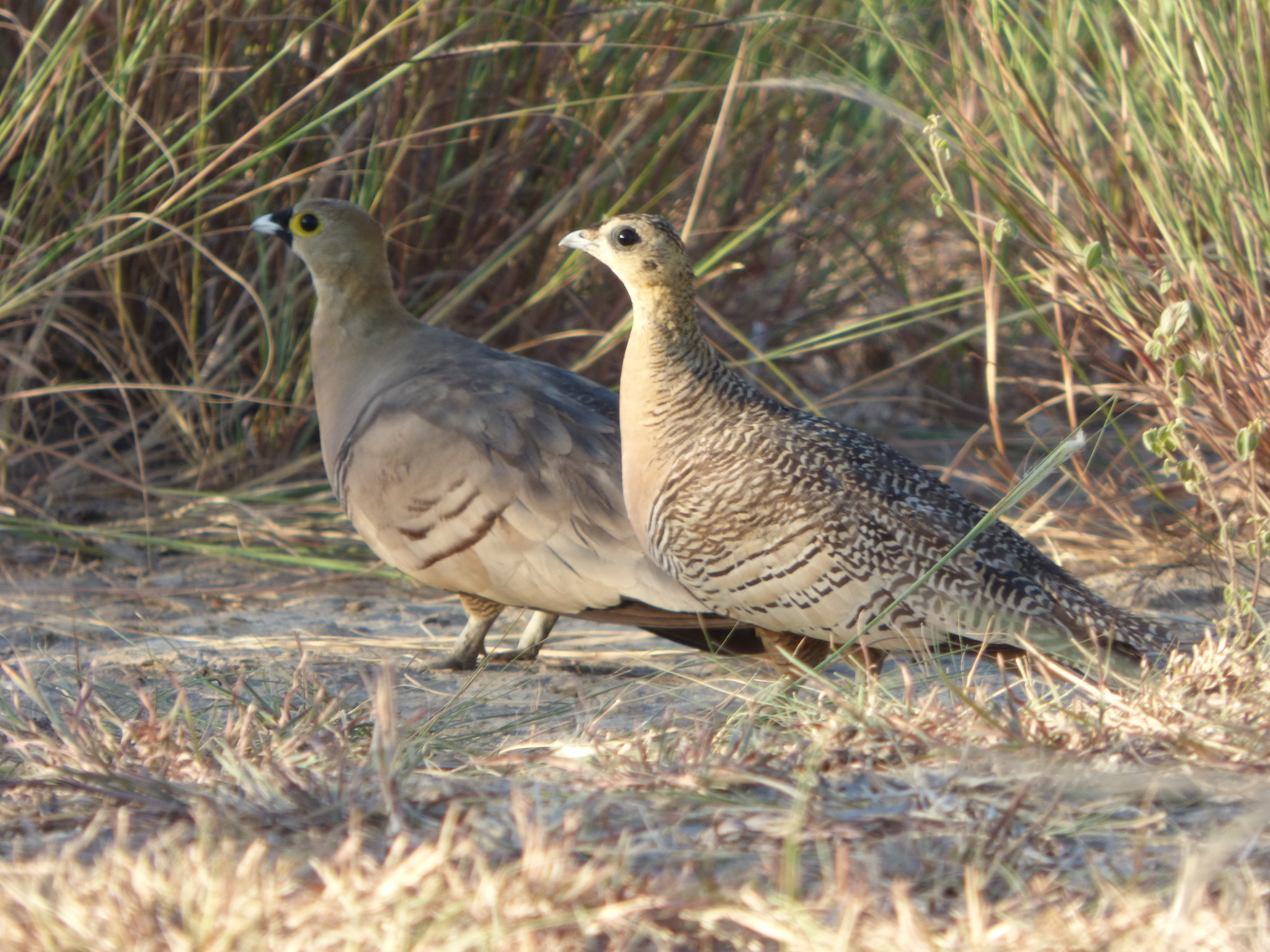 Madagascar Sandgrouse (Pterocles personatus), photo 6