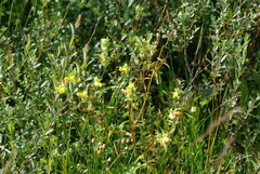 Rhinanthus serotinus