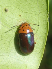 Platymela sticticollis