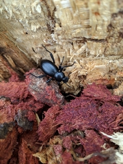 Coelocnemis dilaticollis