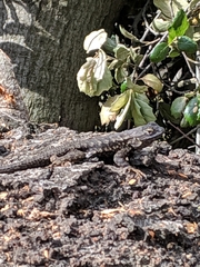 Sceloporus occidentalis longipes