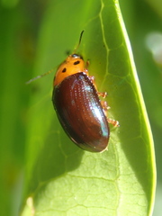 Platymela sticticollis