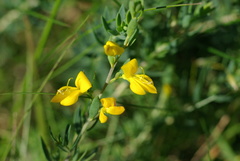 Genista anglica