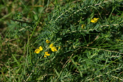 Genista anglica