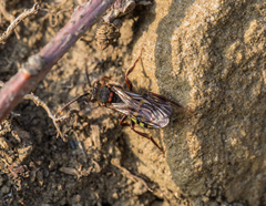 Nomada leucophthalma