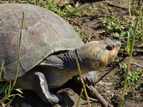 Madagascan Big-headed Side-necked Turtle, Erymnochelys madagascariensis