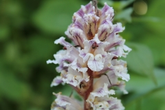 Orobanche crenata