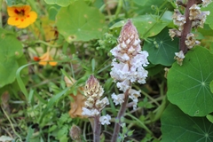 Orobanche crenata