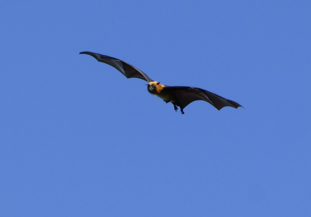 Madagascan Flying Fox
