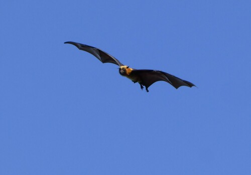 Madagascan Flying Fox