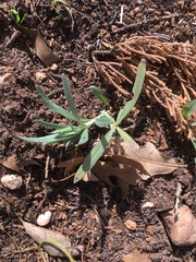Melampodium leucanthum
