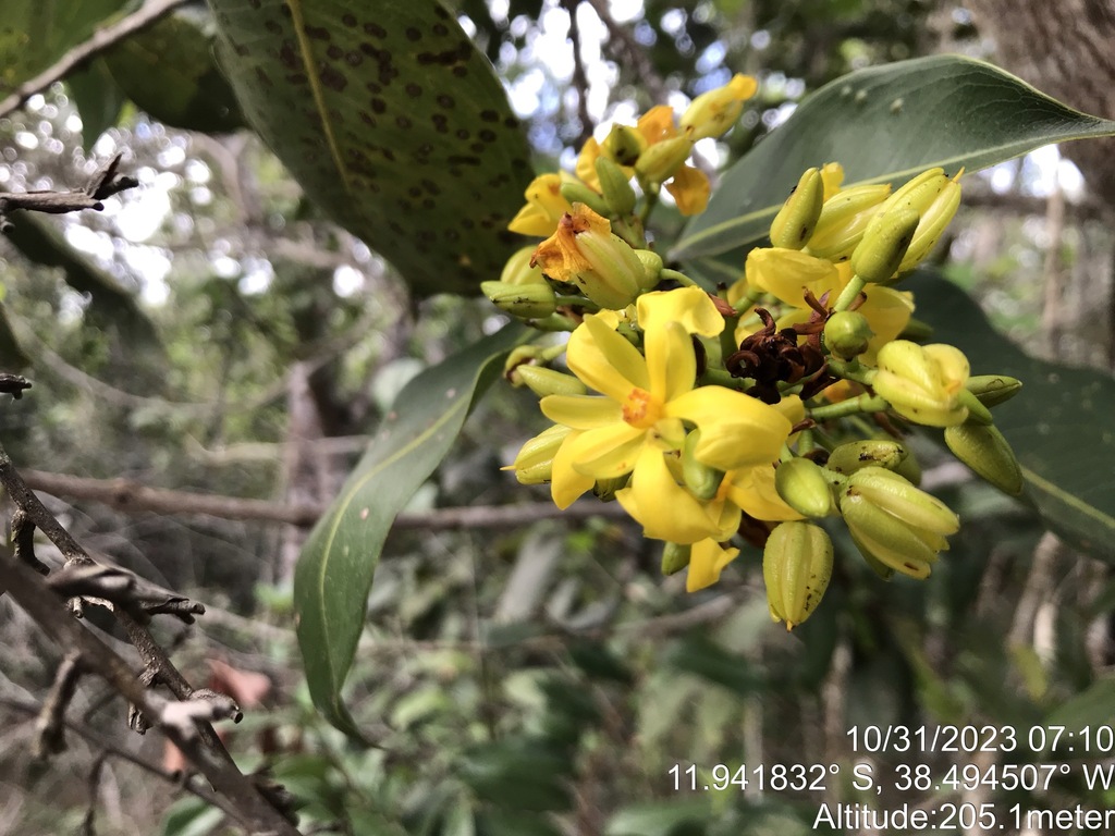 Ouratea suaveolens