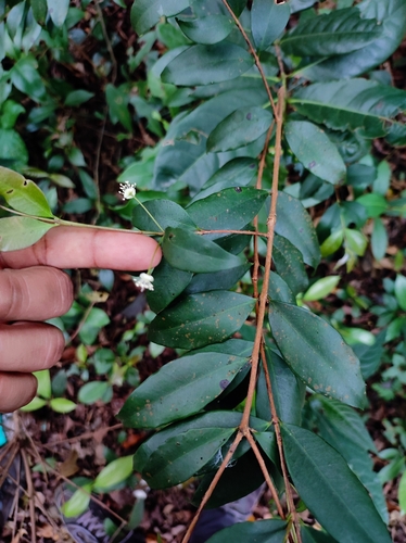 Image of Eugenia Punicifolia (Eugenia punicifolia) by no rights reserved