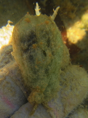 Stylocheilus striatus