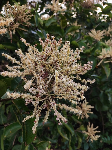 Terminalia paniculata (Terminalia paniculata)