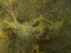 Stylocheilus striatus