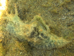 Stylocheilus striatus
