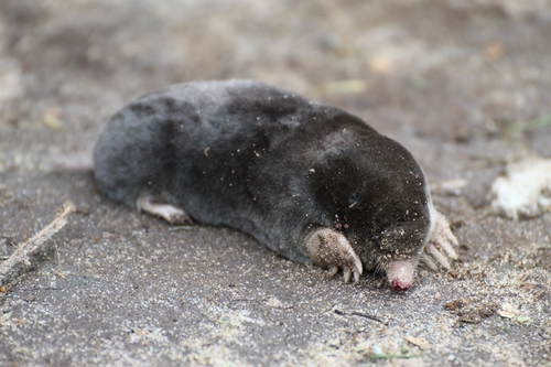 Iberian Mole (Talpa occidentalis)