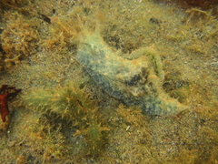 Stylocheilus striatus