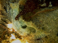 Stylocheilus striatus