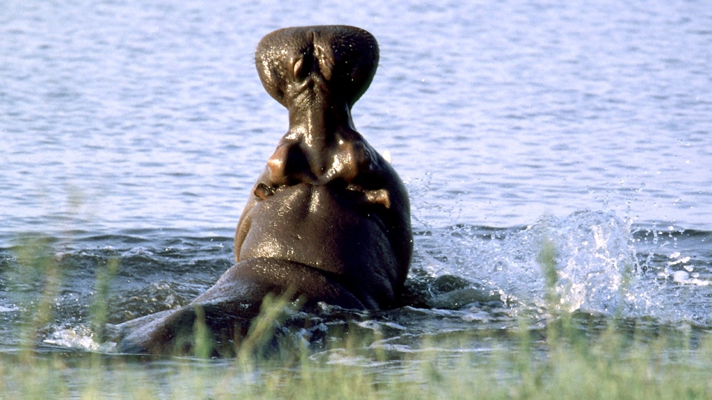 Hippopotamus amphibius, , by simben