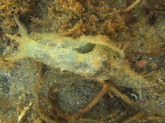 Stylocheilus striatus