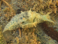 Stylocheilus striatus