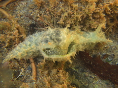 Stylocheilus striatus