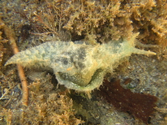 Stylocheilus striatus