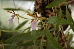 Rhynchostele stellata