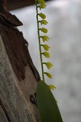 Pleurothallis quadrifida