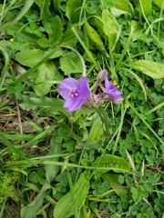 Tradescantia gigantea