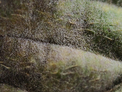Erysiphe arcuata