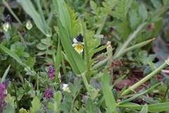 Bracteolatae