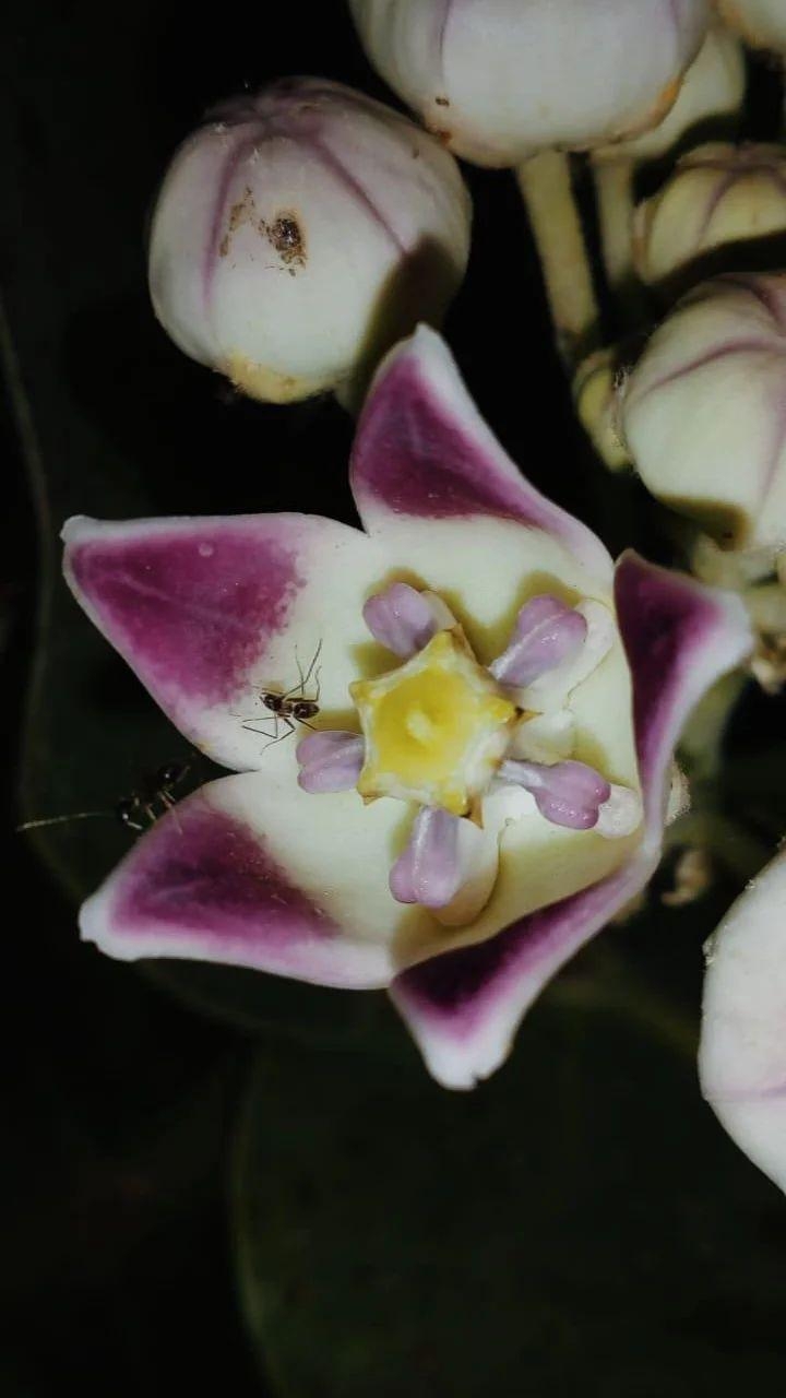 Calotropis procera